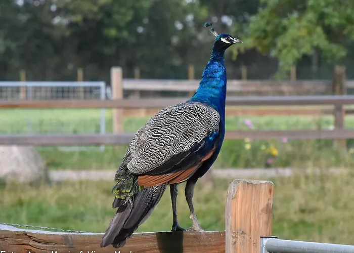 6 Person In Ansager-by Traum *