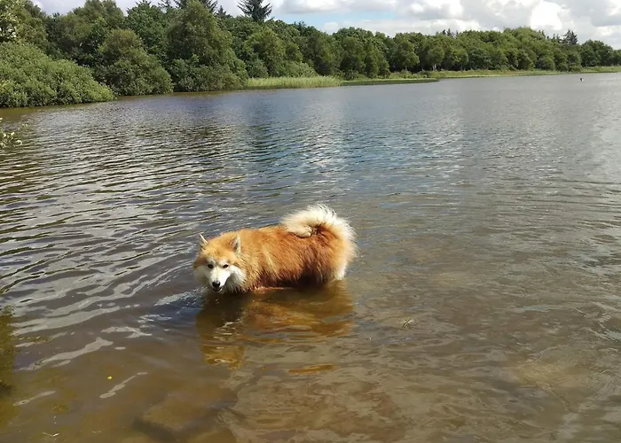 6 Person In Ansager-by Traum * Ansager